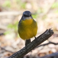 Eopsaltria australis at Acton, ACT - 10 Oct 2023