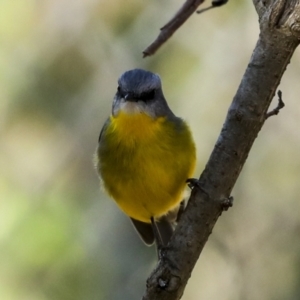 Eopsaltria australis at Acton, ACT - 10 Oct 2023