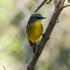 Eopsaltria australis at Acton, ACT - 10 Oct 2023