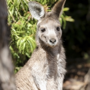 Macropus giganteus at Acton, ACT - 10 Oct 2023 01:09 PM