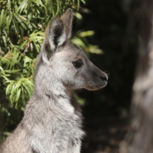 Macropus giganteus at Acton, ACT - 10 Oct 2023 01:09 PM