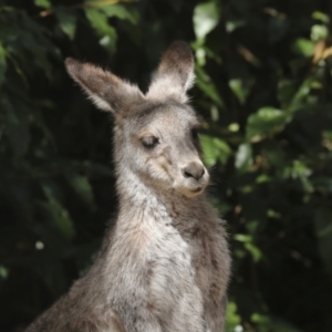 Macropus giganteus at Acton, ACT - 10 Oct 2023 01:09 PM