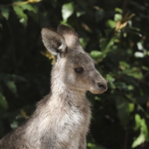 Macropus giganteus at Acton, ACT - 10 Oct 2023 01:09 PM