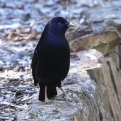 Ptilonorhynchus violaceus (Satin Bowerbird) at ANBG - 10 Oct 2023 by AlisonMilton