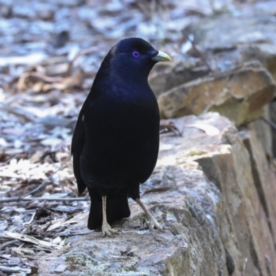 Ptilonorhynchus violaceus (Satin Bowerbird) at Acton, ACT - 10 Oct 2023 by AlisonMilton