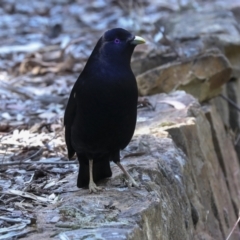 Ptilonorhynchus violaceus at Acton, ACT - 10 Oct 2023