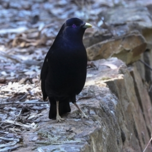 Ptilonorhynchus violaceus at Acton, ACT - 10 Oct 2023 02:28 PM