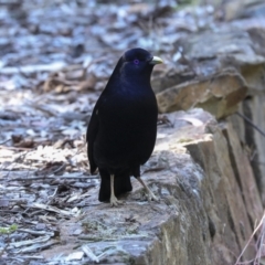 Ptilonorhynchus violaceus at Acton, ACT - 10 Oct 2023