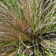 Nassella trichotoma (Serrated Tussock) at Watson, ACT - 9 Oct 2023 by abread111