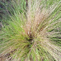 Nassella trichotoma (Serrated Tussock) at Watson, ACT - 9 Oct 2023 by abread111