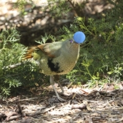 Ptilonorhynchus violaceus (Satin Bowerbird) at Acton, ACT - 10 Oct 2023 by AlisonMilton