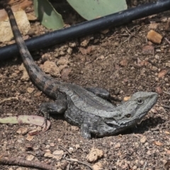 Amphibolurus muricatus at Canberra Central, ACT - 9 Oct 2023 by AlisonMilton