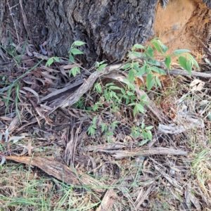 Celtis australis at Watson, ACT - 10 Oct 2023 10:38 AM