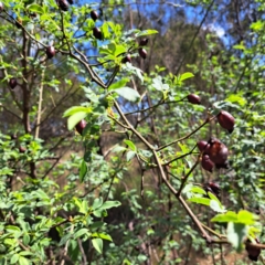 Rosa canina (Dog Rose) at Watson Woodlands - 9 Oct 2023 by abread111