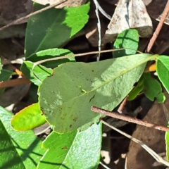 Pyracantha sp. at Watson, ACT - 10 Oct 2023