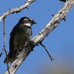 Rhipidura albiscapa (Grey Fantail) at Mount Ainslie - 10 Oct 2023 by jb2602