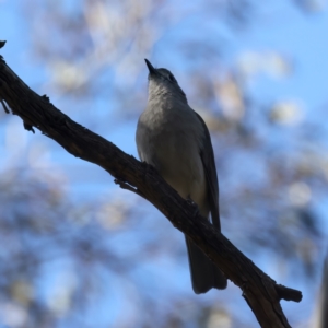 Colluricincla harmonica at Majura, ACT - 10 Oct 2023 03:05 PM