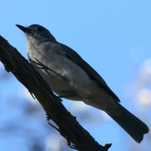 Colluricincla harmonica at Majura, ACT - 10 Oct 2023 03:05 PM