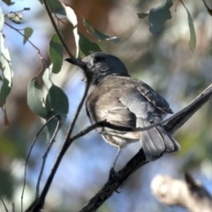 Colluricincla harmonica at Majura, ACT - 10 Oct 2023 03:05 PM