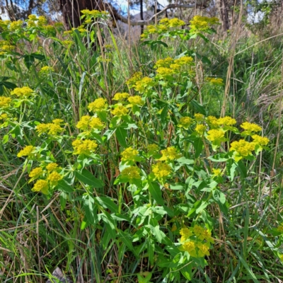 Euphorbia oblongata (Egg-leaf Spurge) at Watson, ACT - 9 Oct 2023 by abread111