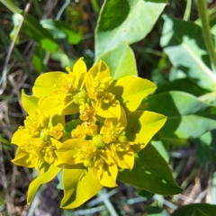 Euphorbia oblongata at Watson, ACT - 10 Oct 2023