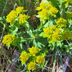 Euphorbia oblongata at Watson, ACT - 10 Oct 2023 10:55 AM