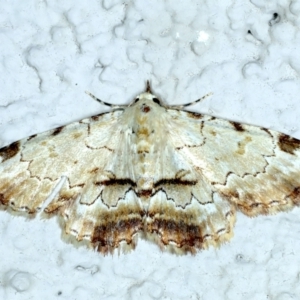 Sandava xylistis at Ainslie, ACT - 1 Oct 2023