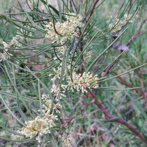 Hakea microcarpa at Watson, ACT - 10 Oct 2023