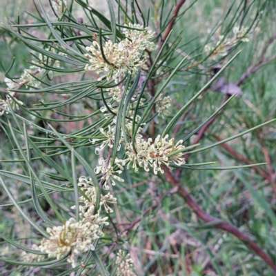 Hakea microcarpa (Small-fruit Hakea) at Watson Woodlands - 10 Oct 2023 by abread111