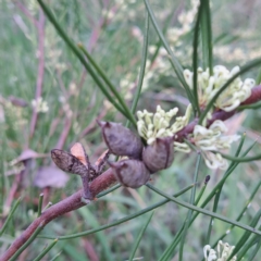 Hakea microcarpa at Watson, ACT - 10 Oct 2023