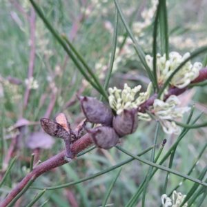 Hakea microcarpa at Watson, ACT - 10 Oct 2023 11:05 AM