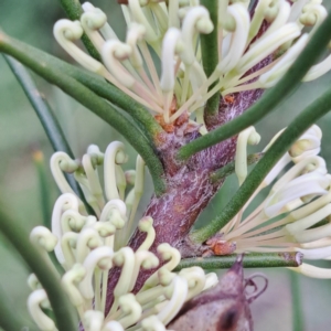 Hakea microcarpa at Watson, ACT - 10 Oct 2023