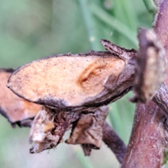 Hakea microcarpa at Watson, ACT - 10 Oct 2023