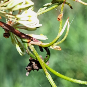 Hakea microcarpa at Watson, ACT - 10 Oct 2023 11:05 AM