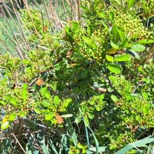 Pyracantha sp. at Watson, ACT - 10 Oct 2023 11:09 AM