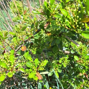 Pyracantha sp. at Watson, ACT - 10 Oct 2023 11:09 AM