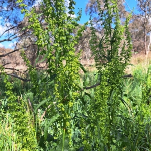 Rumex crispus at Watson, ACT - 10 Oct 2023