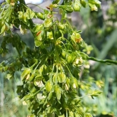 Rumex crispus at Watson, ACT - 10 Oct 2023