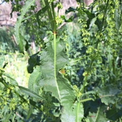 Rumex crispus at Watson, ACT - 10 Oct 2023