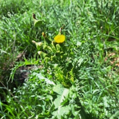 Sonchus asper (Prickly Sowthistle) at Watson, ACT - 10 Oct 2023 by abread111