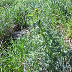 Sonchus asper at Watson, ACT - 10 Oct 2023