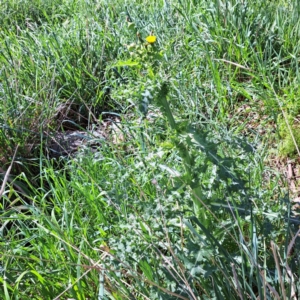 Sonchus asper at Watson, ACT - 10 Oct 2023