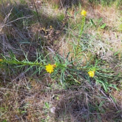 Xerochrysum viscosum (Sticky Everlasting) at Watson, ACT - 10 Oct 2023 by abread111