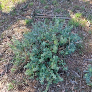 Marrubium vulgare at Watson, ACT - 10 Oct 2023