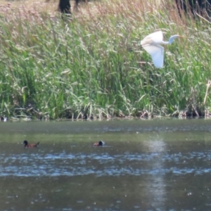 Oxyura australis at Isabella Plains, ACT - 10 Oct 2023