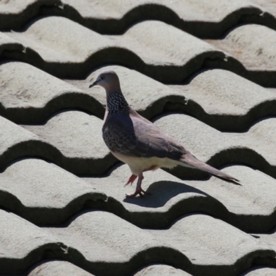 Spilopelia chinensis (Spotted Dove) at Isabella Plains, ACT - 10 Oct 2023 by RodDeb