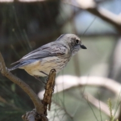 Pachycephala rufiventris (Rufous Whistler) at Isabella Plains, ACT - 10 Oct 2023 by RodDeb