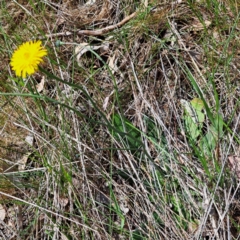 Hypochaeris radicata (Cat's Ear, Flatweed) at Watson, ACT - 10 Oct 2023 by abread111