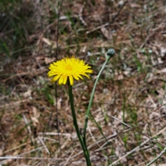 Hypochaeris radicata at Watson, ACT - 10 Oct 2023