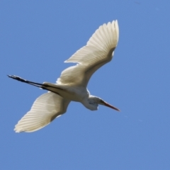 Ardea alba (Great Egret) at Isabella Plains, ACT - 10 Oct 2023 by RodDeb
